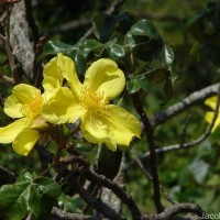 Cochlospermum religiosum (L.) Alston